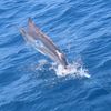 garybillfish01