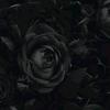 blackrose3_0