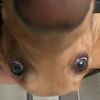 dexter_da_dog_20