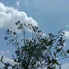 cahyanings48