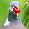 userhnwlhgsrpi