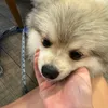 kitikat.shuffles