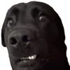 plumkinp