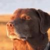 .null_byte