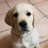 alessandro_campanella66