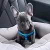 rio_thefrenchie