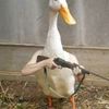 conndor75