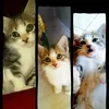 tata.martins6
