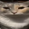 danniilsmachno