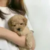 angsa_a