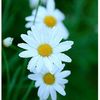 wutong_773