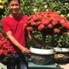 Chí Toàn Bonsai