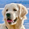 golden_retriever_finn