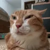 dedxkenj