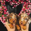 queen.ofthek9s