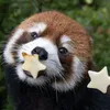 quwixxi