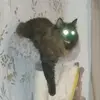 pathfindercat