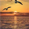 muhamd039