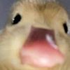 n0tduckyyyyy