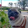 apollo_pug