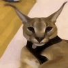 pogger_1567251725837910