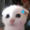 nhancocuhehe