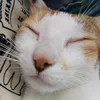 _vyie_711