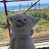 _tofifi0