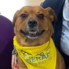 daisy_the_pat_dog