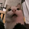 lucypurr.666