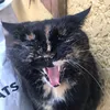 gattamabestie
