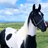 happyhorses6