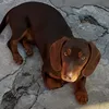 florenciagoris