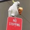 croissantcockatoo