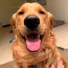 ilovedogs123123123123222