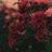ashwaq089
