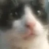 tuewi2