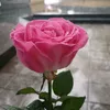 hoaroicuaphat1236