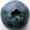 blueberry1337