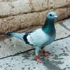 barki227