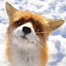 tontonfox0