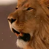 fasilkhan127