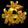 yellowlillies_