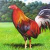 1_gallo_1