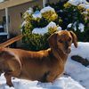 silva_dogfam