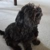morkiebull2