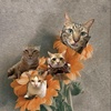 thecats.meow5