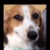 slightly_toasted