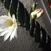 cristinaluna126