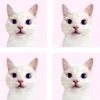 princessmeowcutiewz_